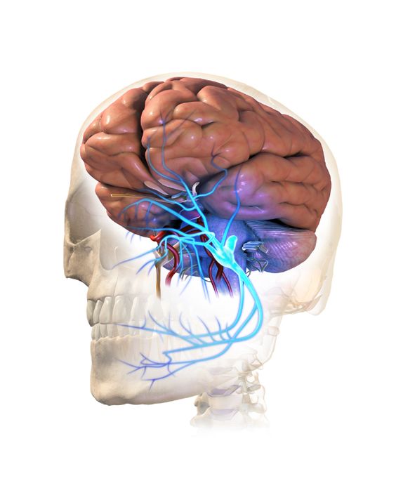 Trigeminal Neuralgia: Symptoms, Causes, Treatment & Surgery